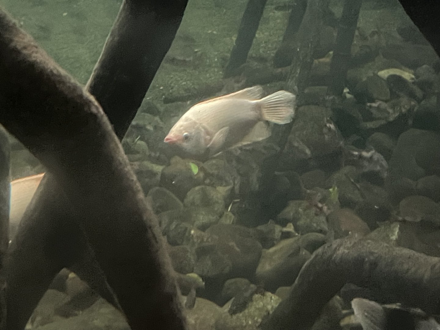 Gourami ID?