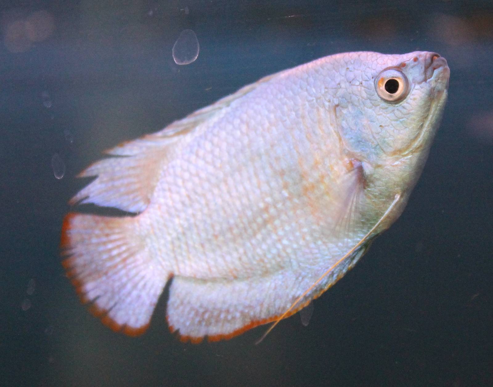 Gourami mutation ID