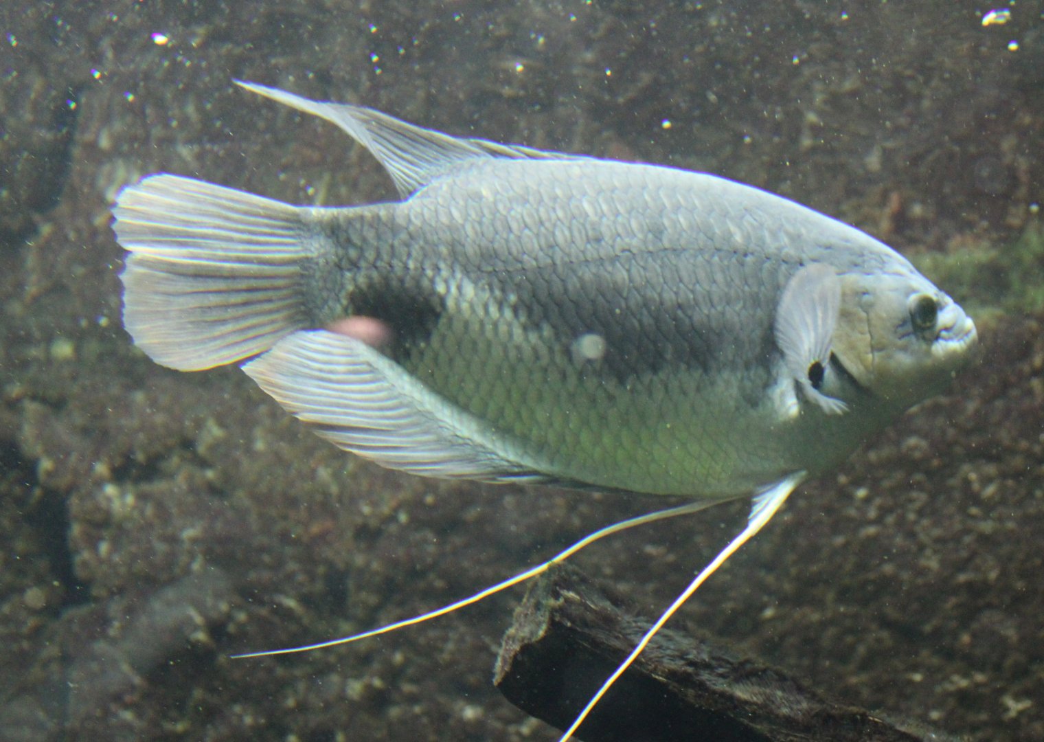 Gourami-species