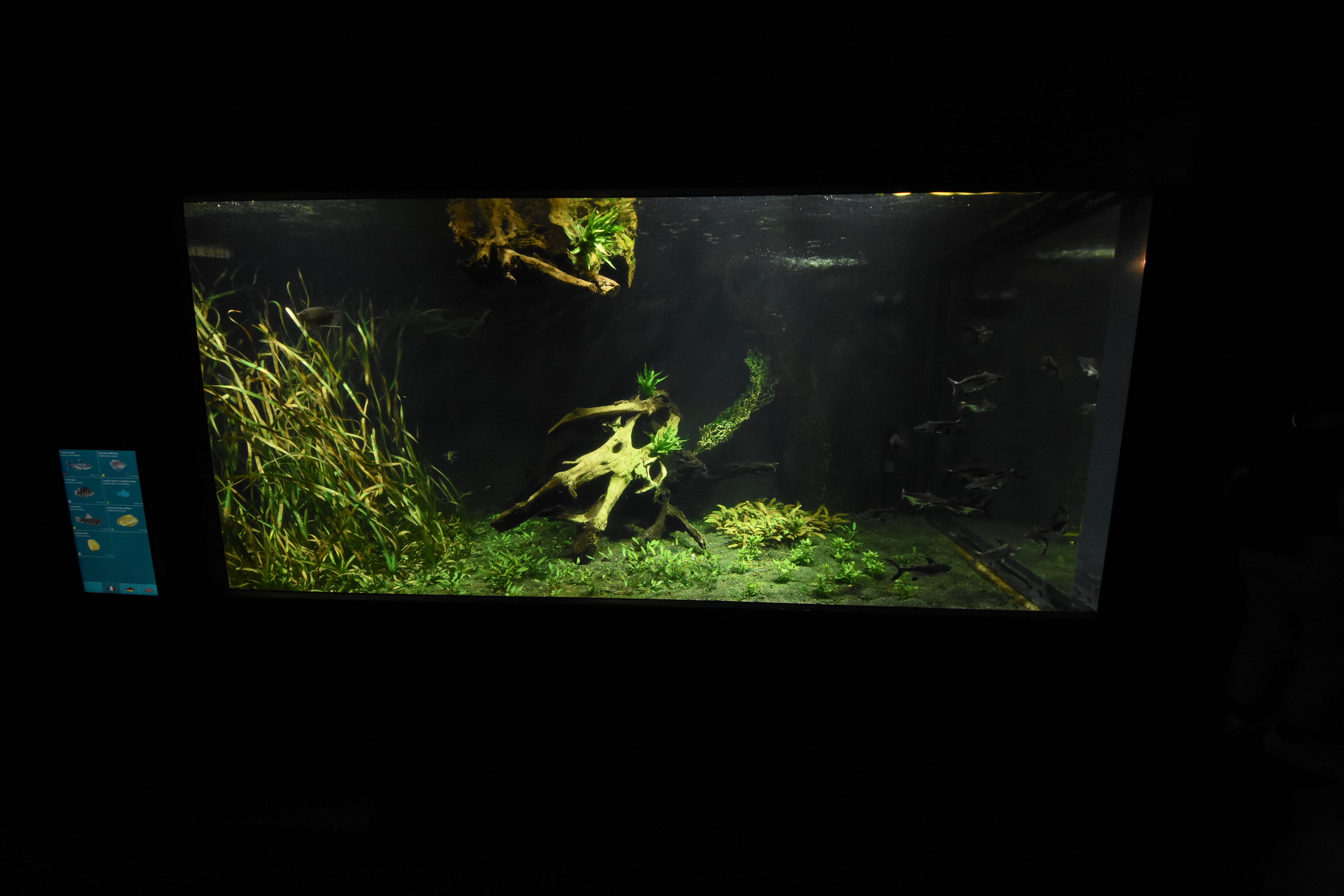 Gourami tank