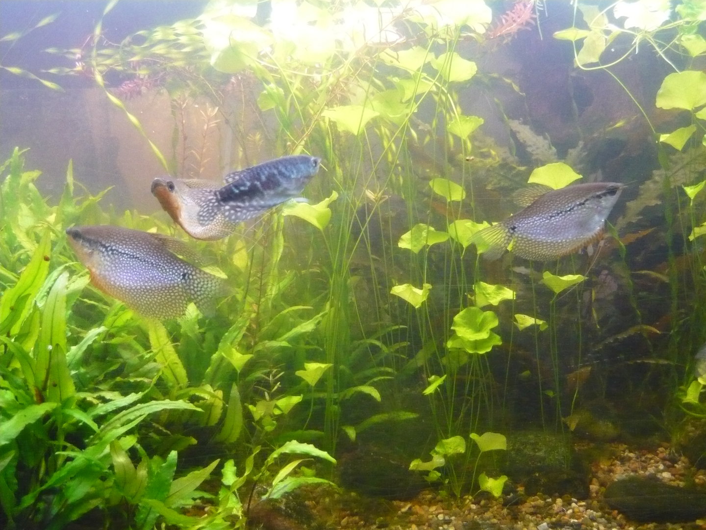 Gourami tank