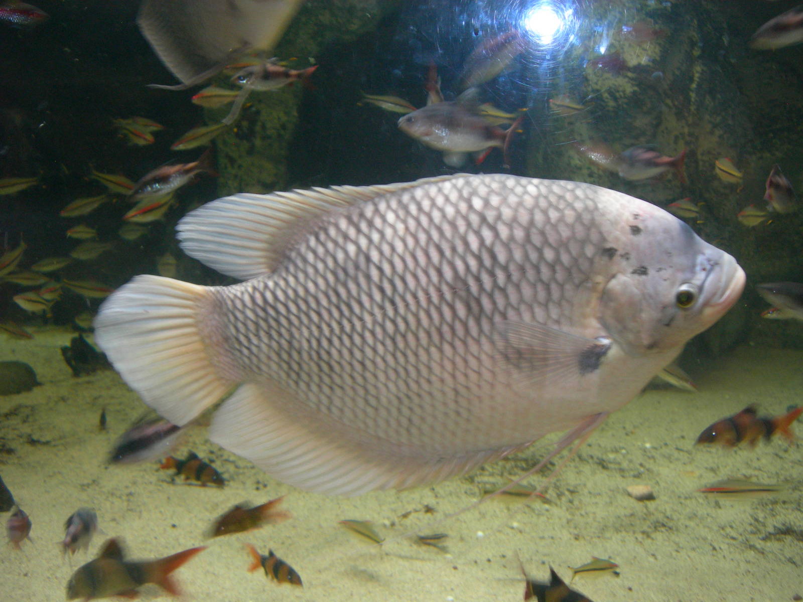 Gourami