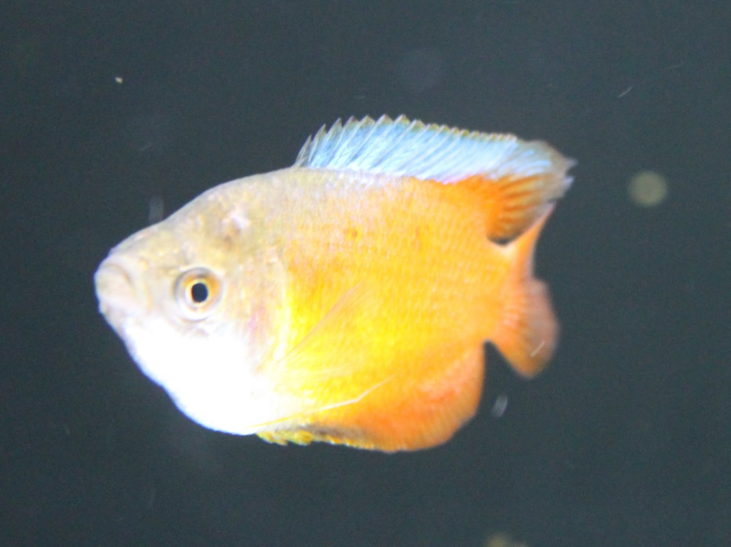 Gourami