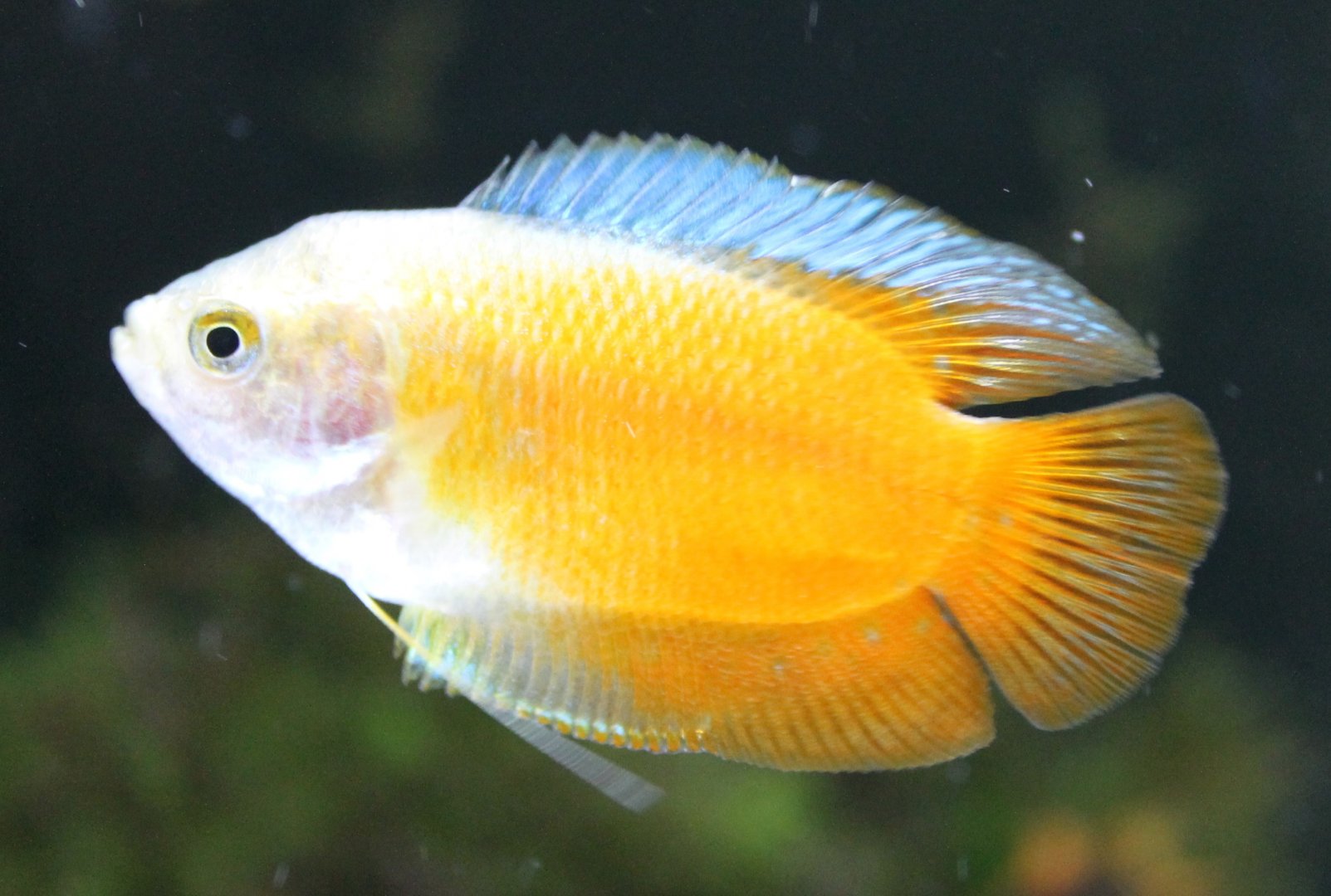 Gourami