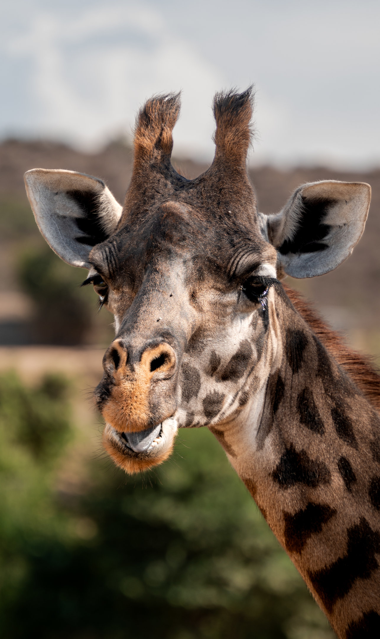 Gowan the Masai Giraffe