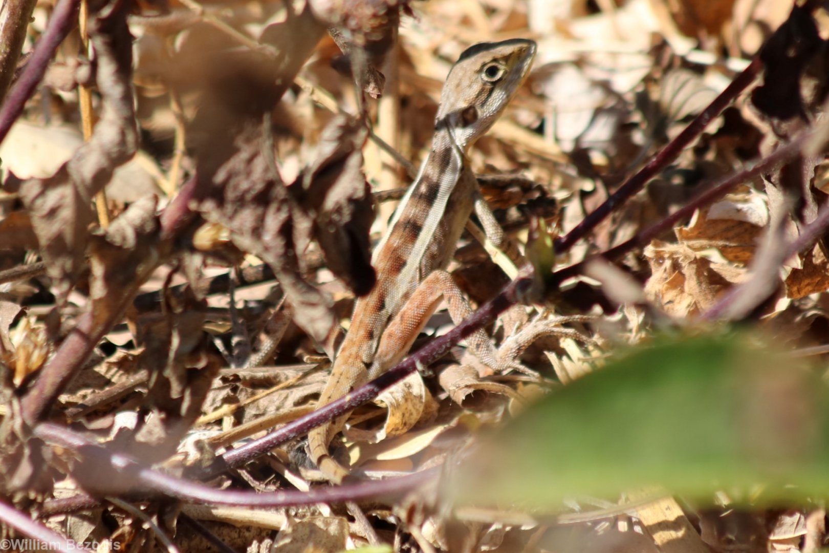 Gowidon temporalis, Darwin