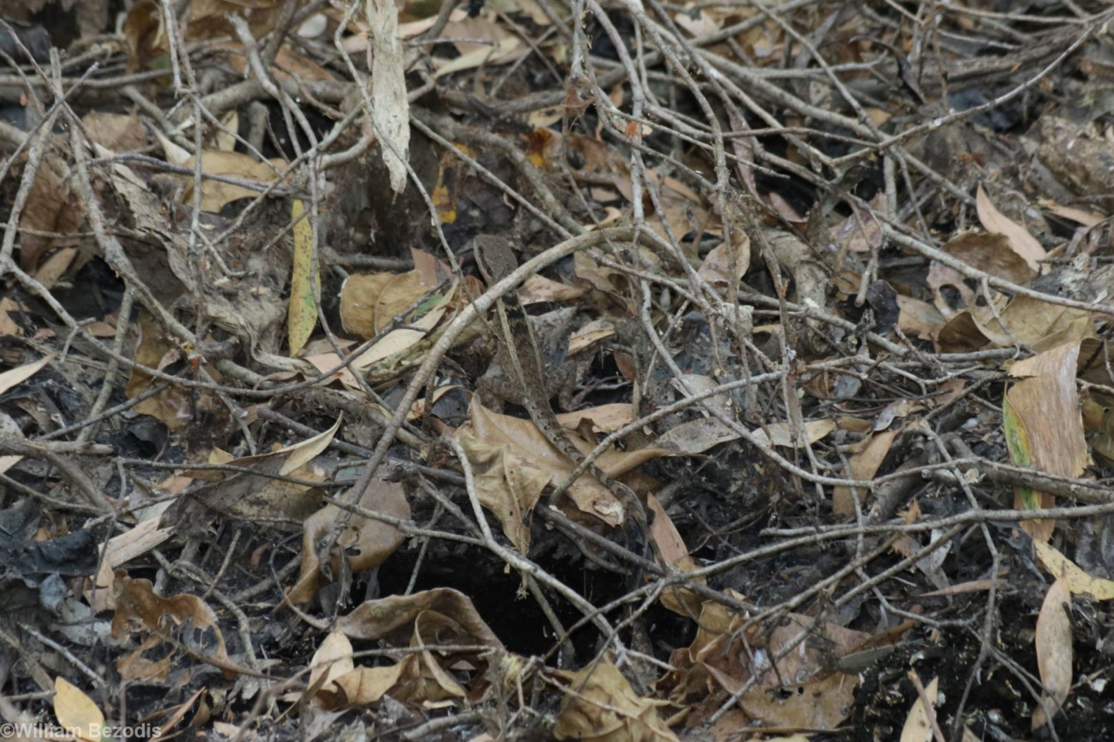Gowidon temporalis or Lophognathus gilberti - Fogg Dam