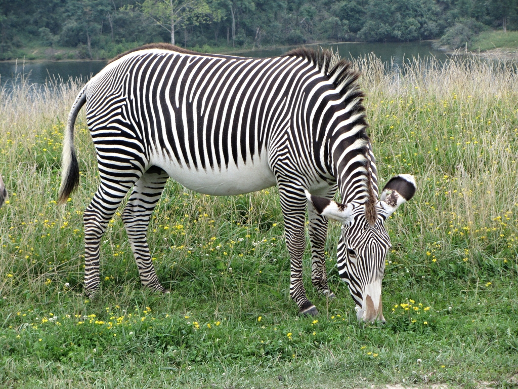 Gr?vy's Zebra Mare
