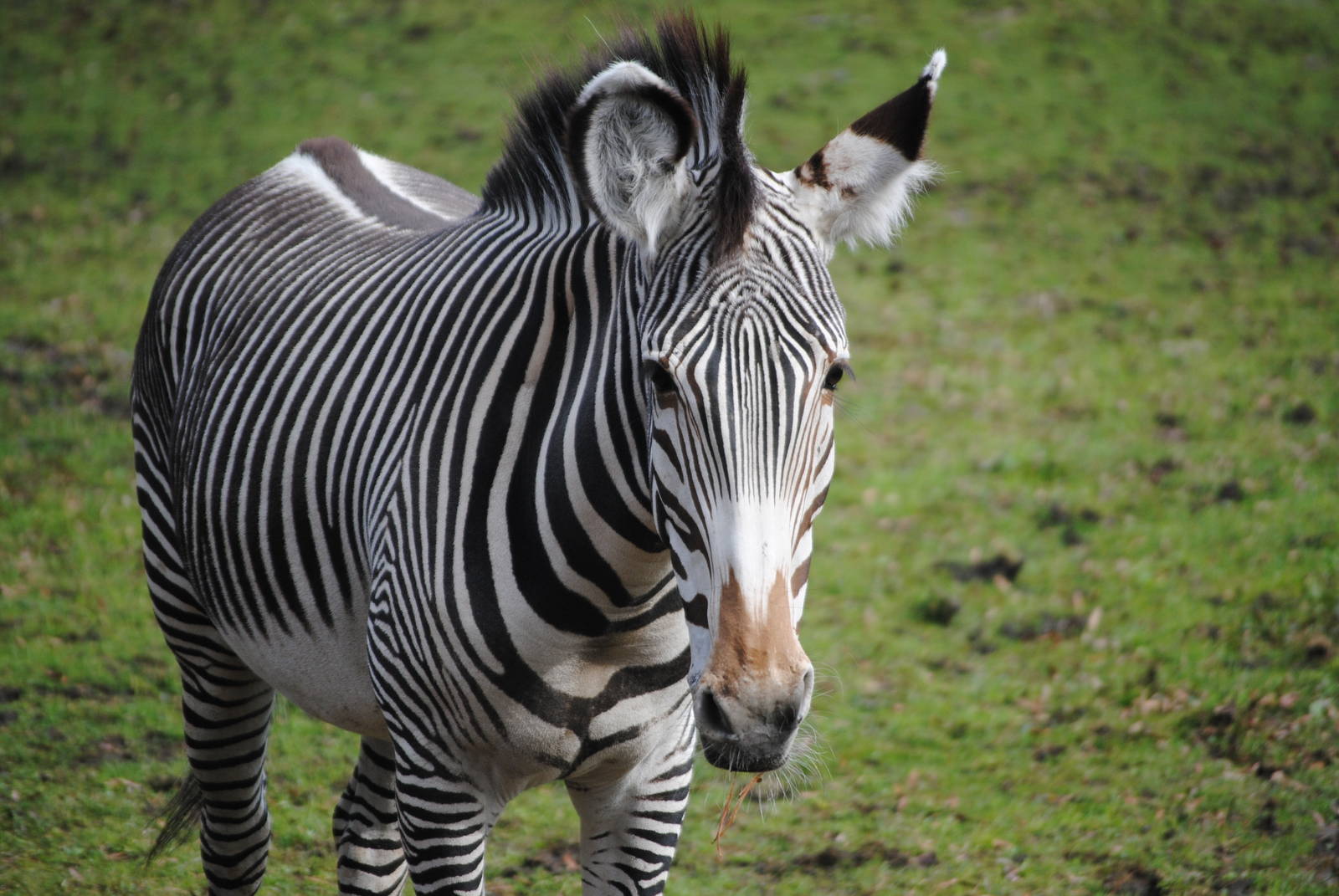 Gr?vy's Zebra
