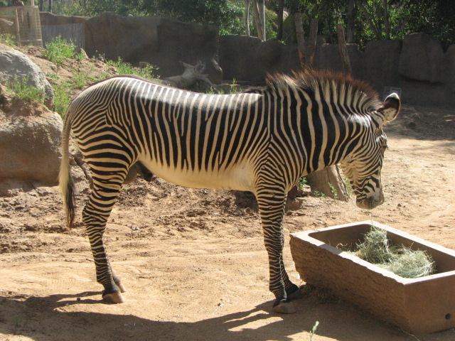 Gr?vy's zebra