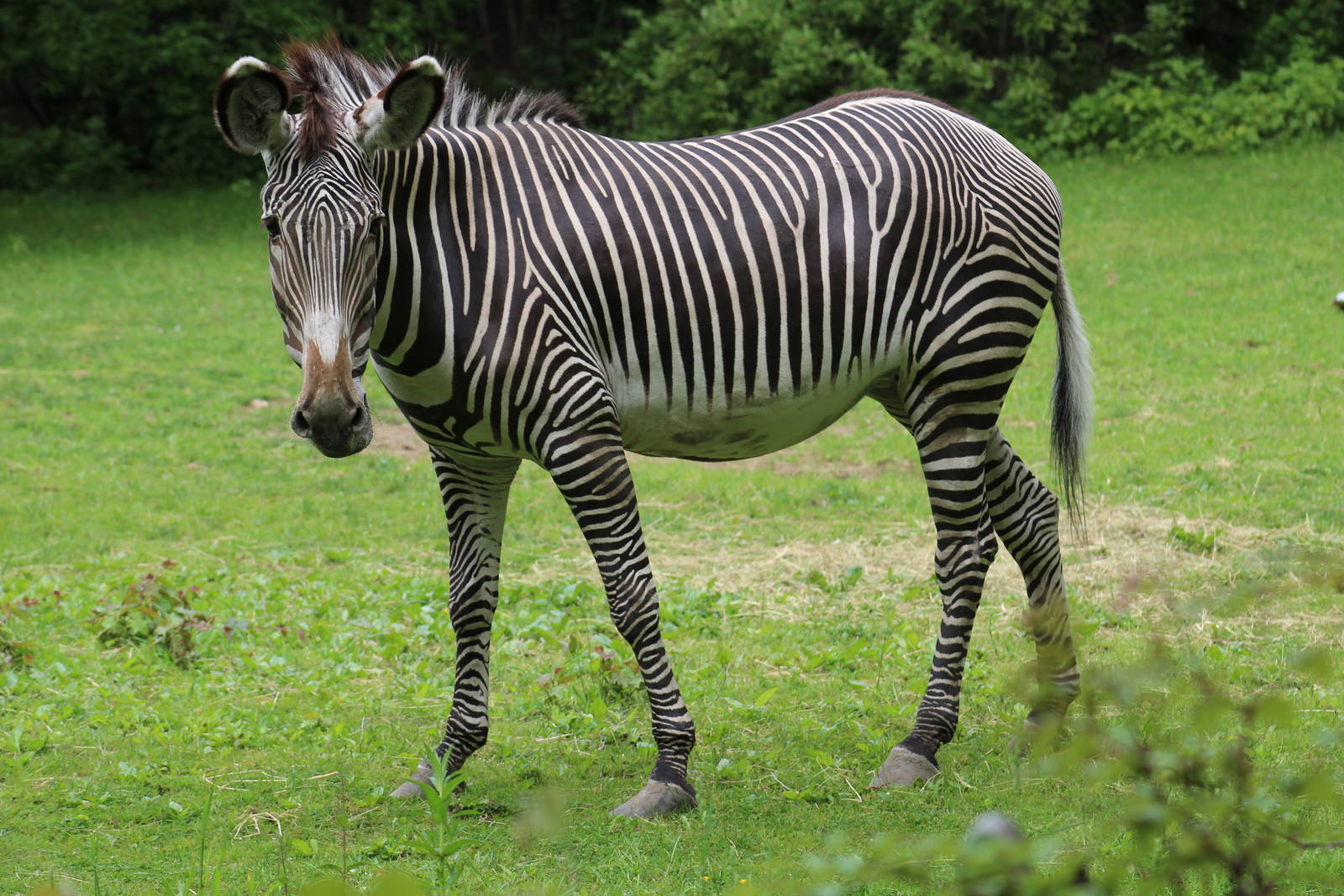 Gr?vy's Zebra