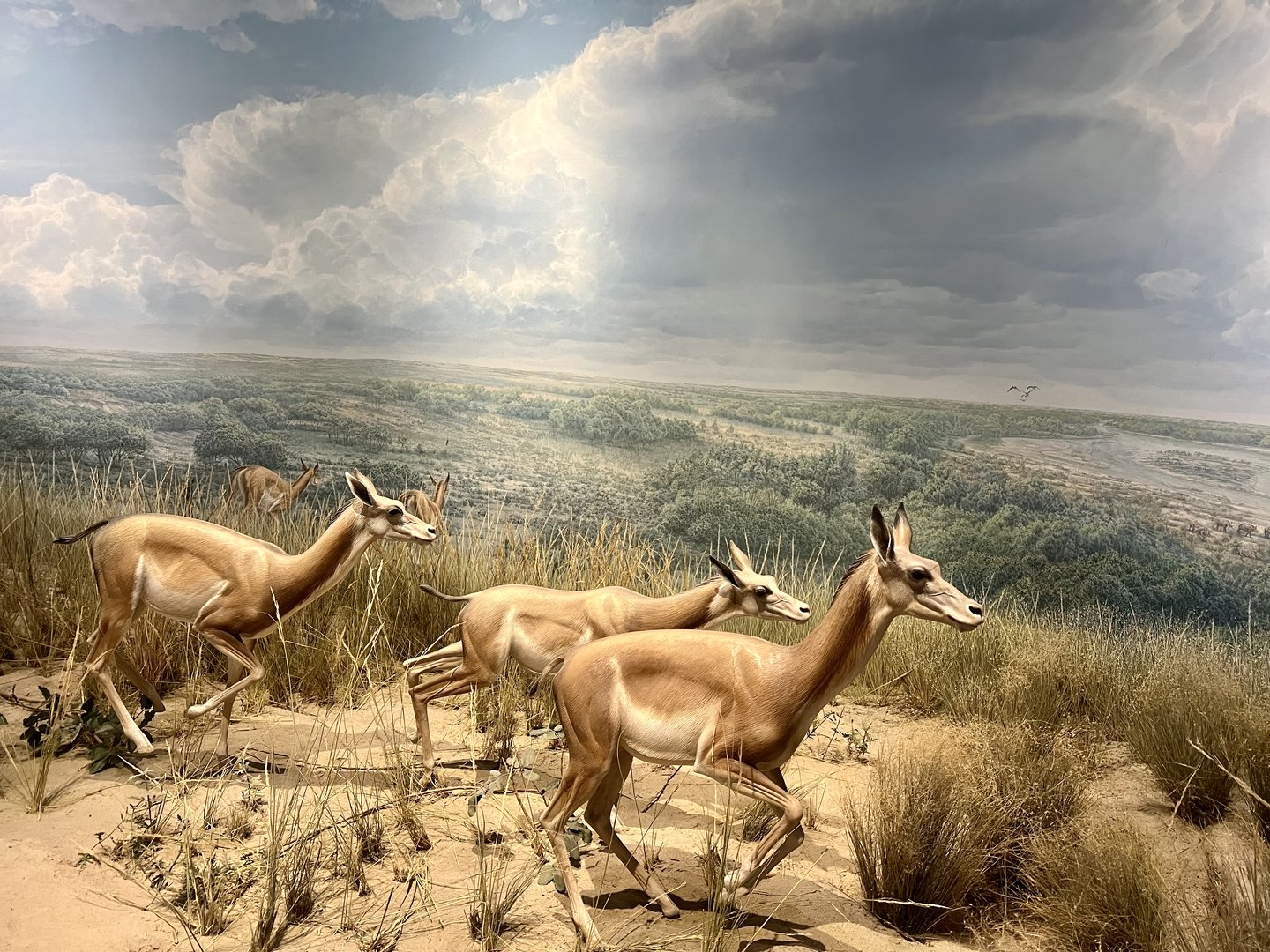 Graceful Animals (related to camels?)