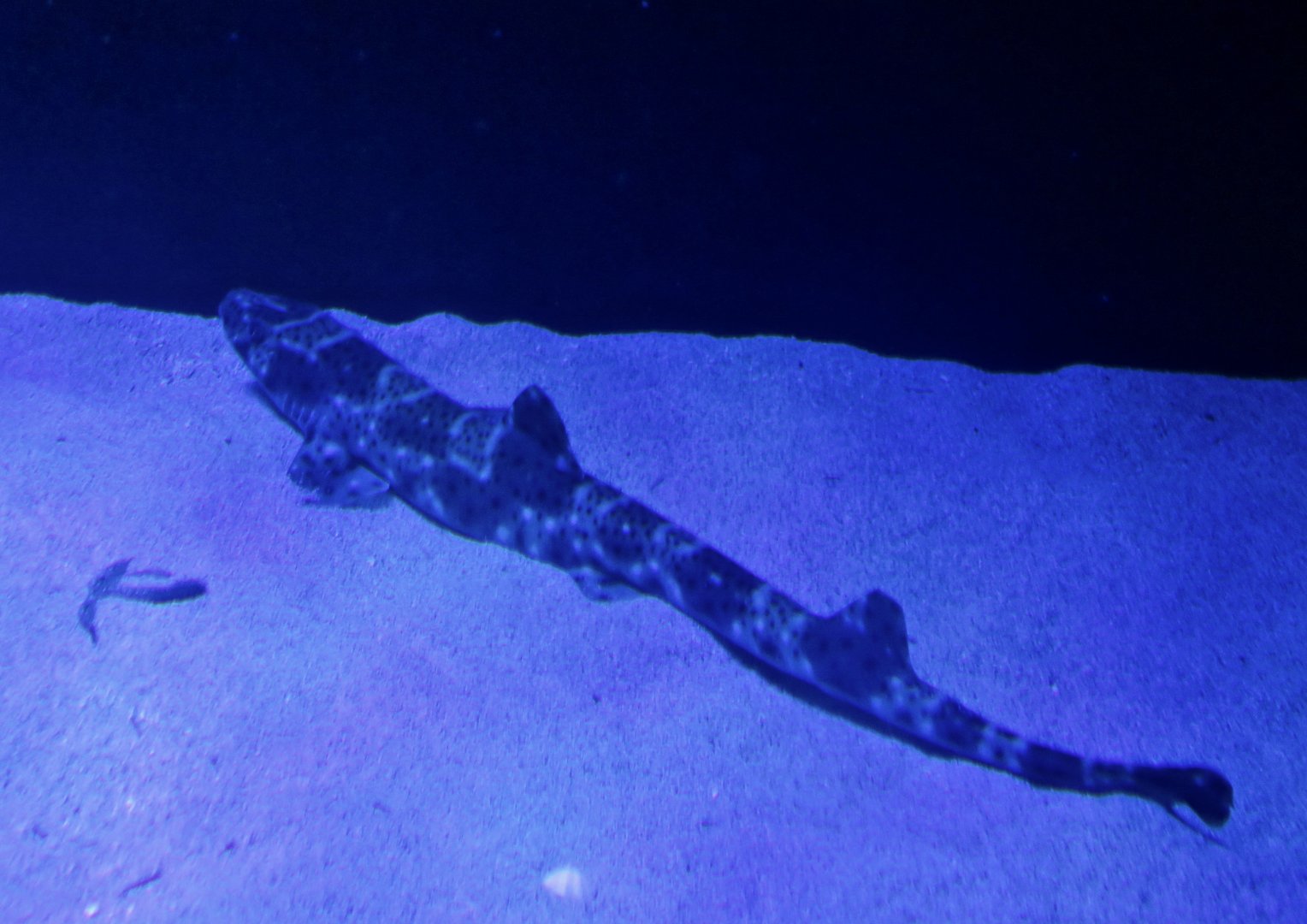 Graceful Catshark (Proscyllium habereri)