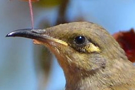 Graceful honeyeater