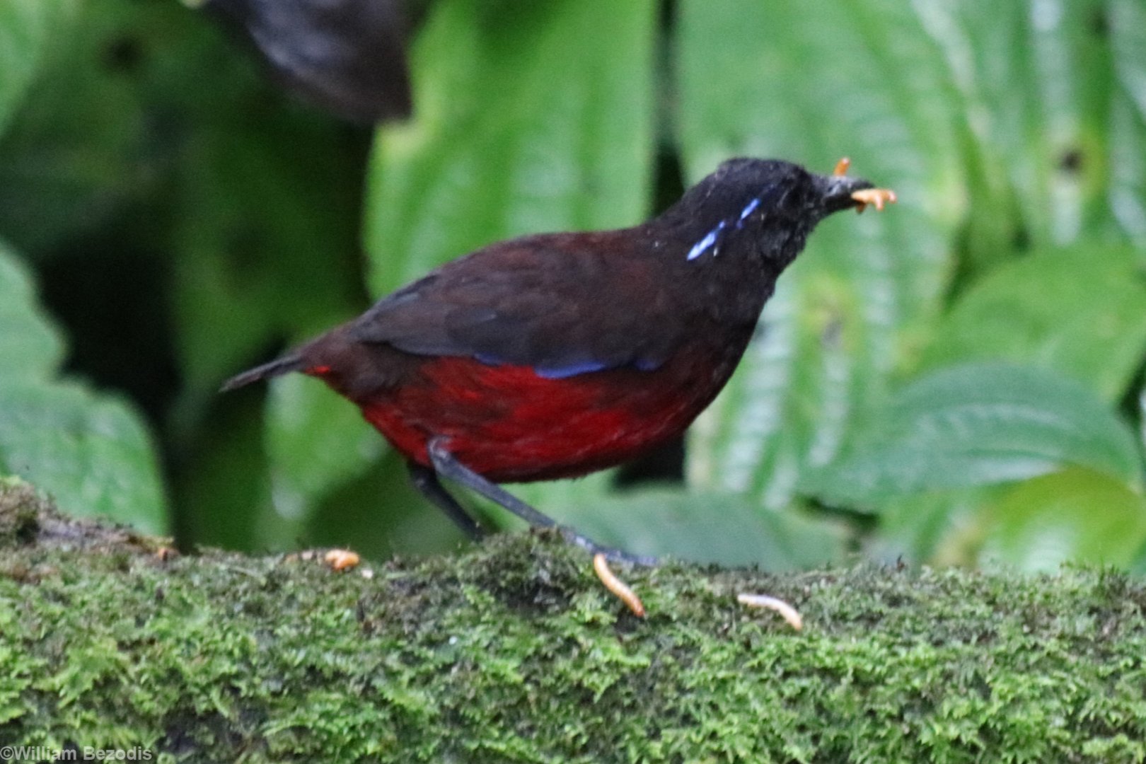 Graceful Pitta - Tapan Road