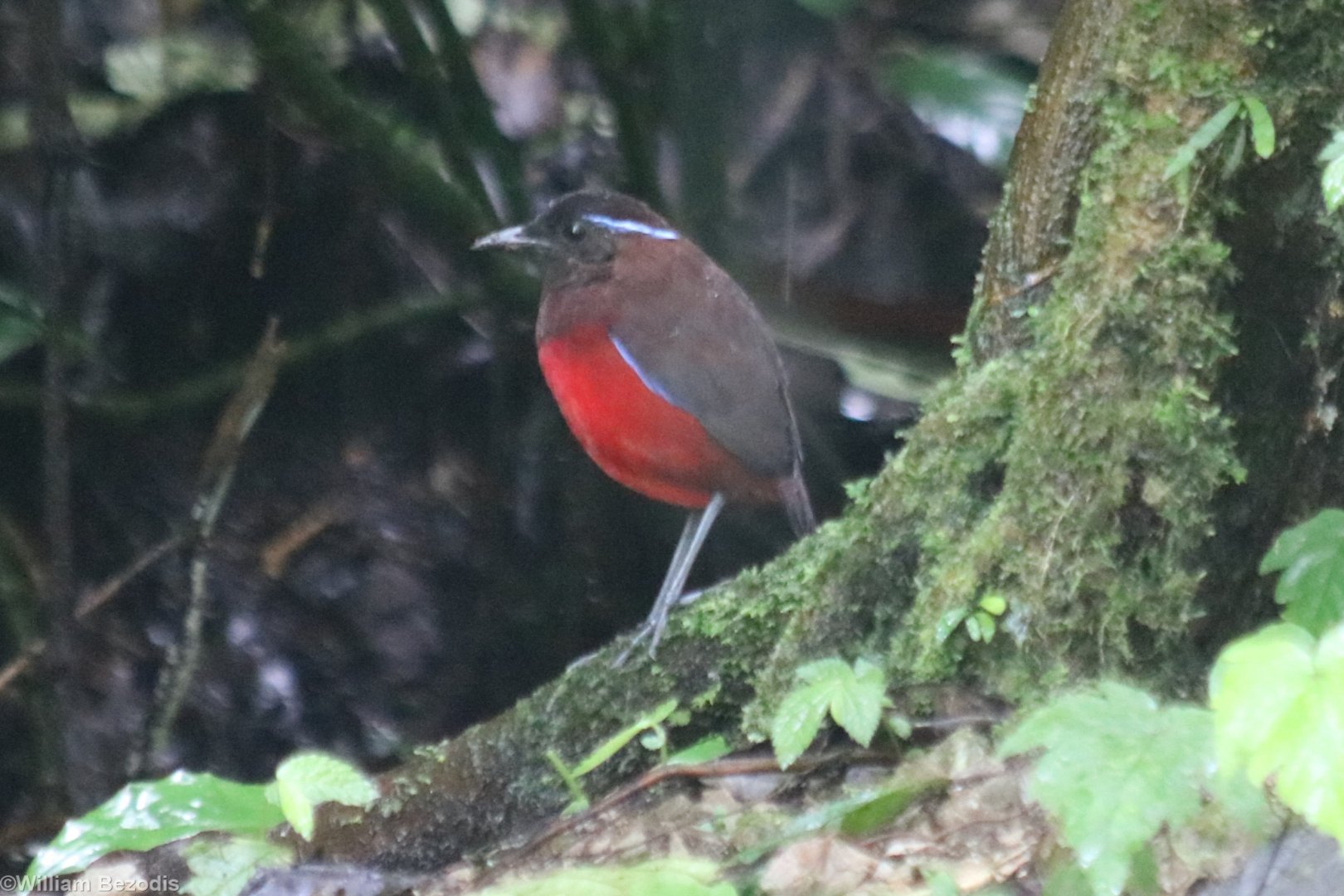 Graceful Pitta - Tapan Road