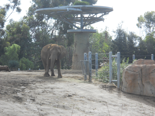 Gracious 21st century California elephant living