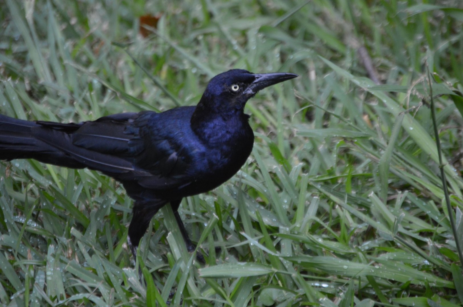 Grackle ID