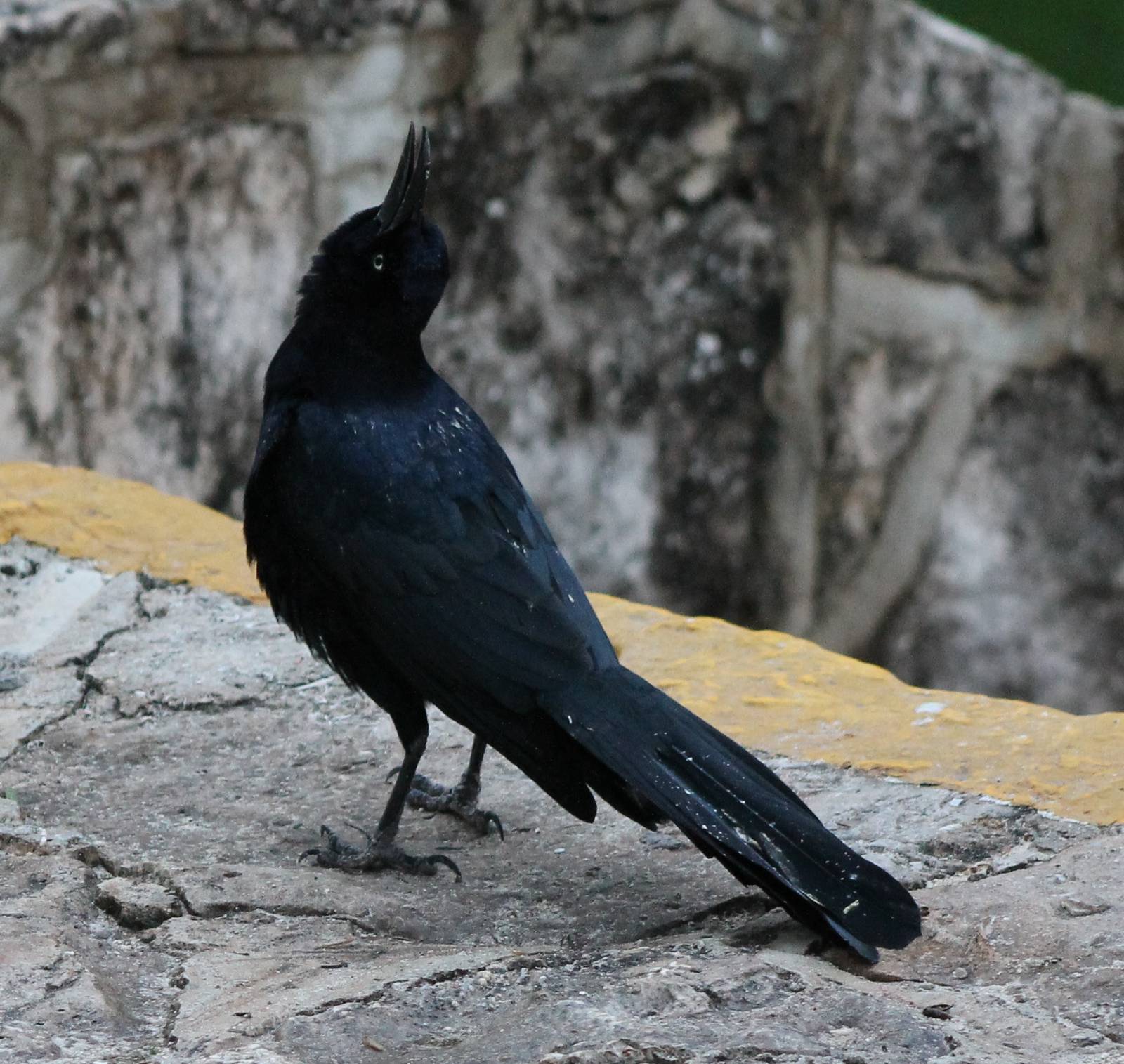Grackle in typical position