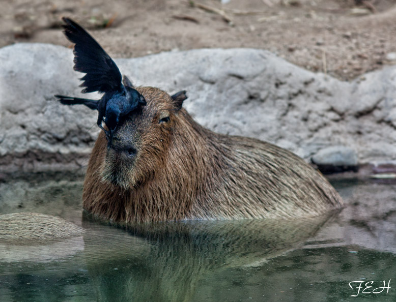grackle on capybara