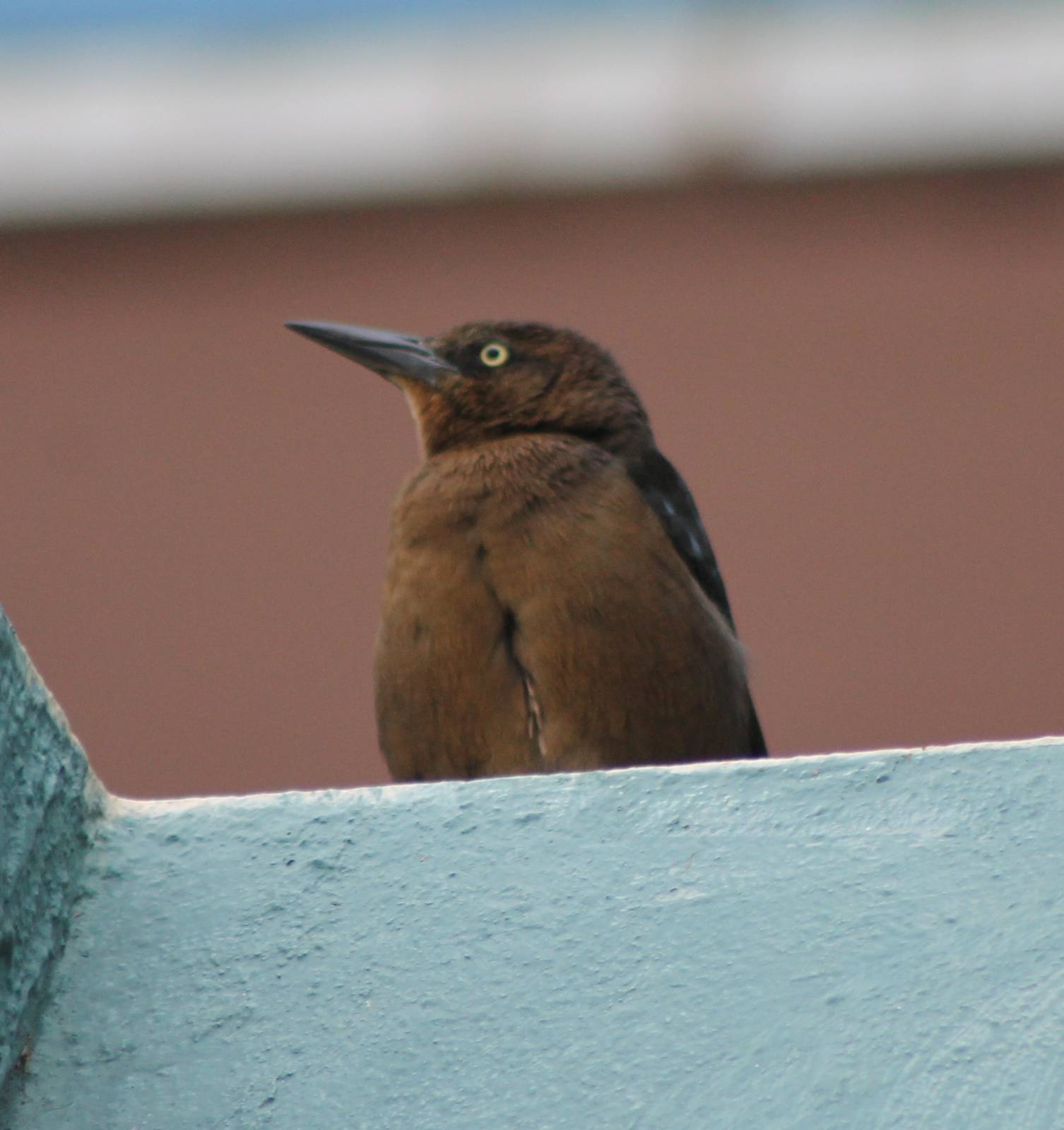 Grackle species ID