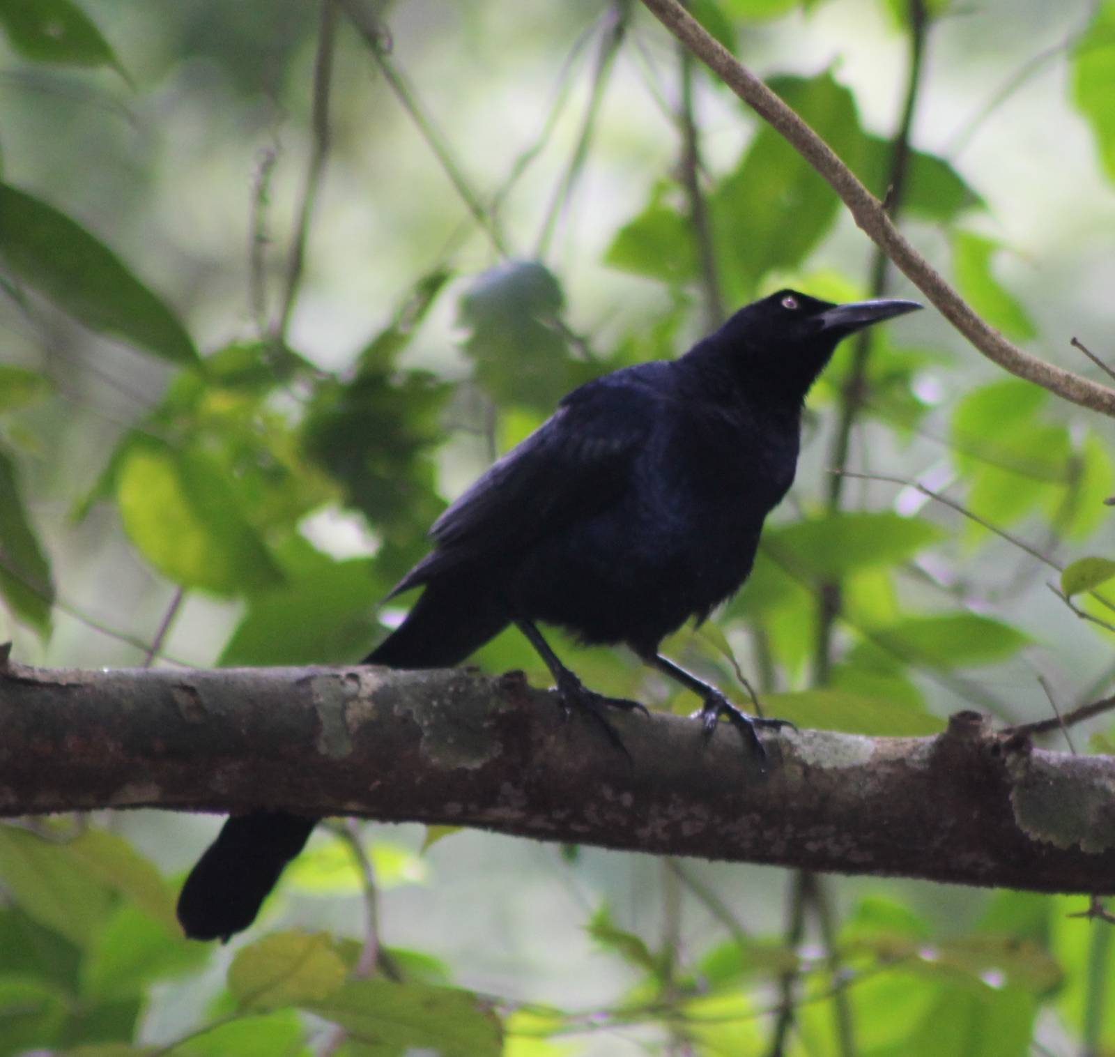 Grackle species ID