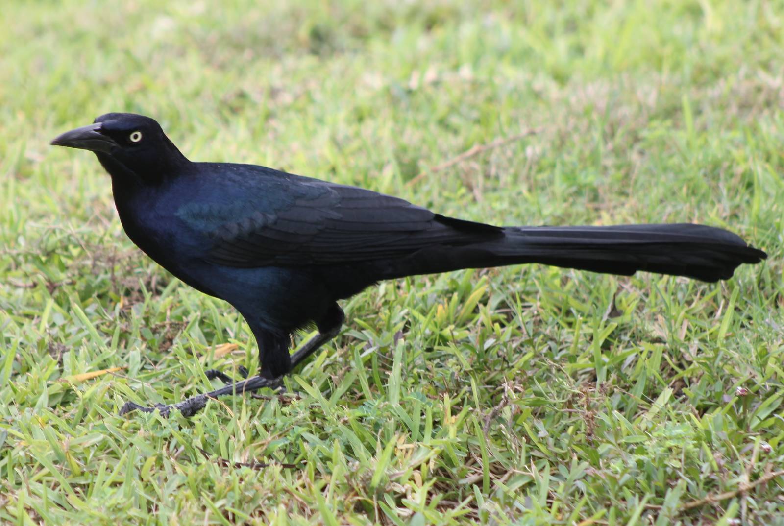 Grackle species