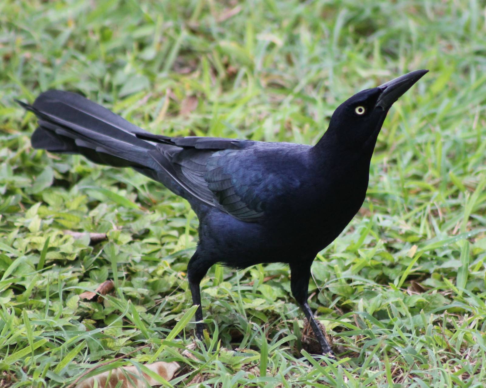 Grackle species