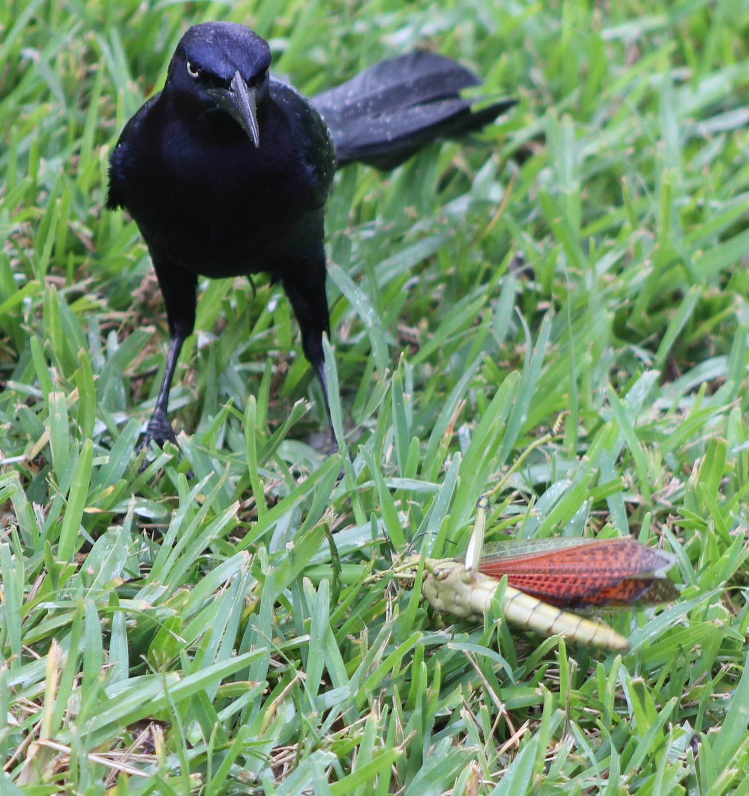 Grackle with prey
