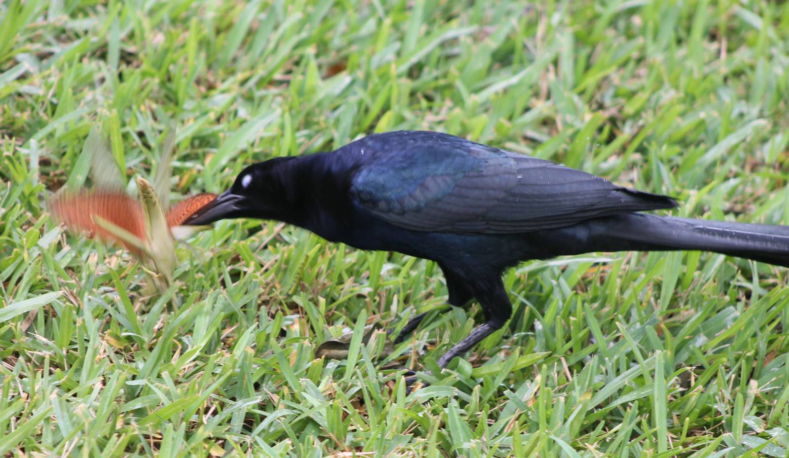 Grackle with prey