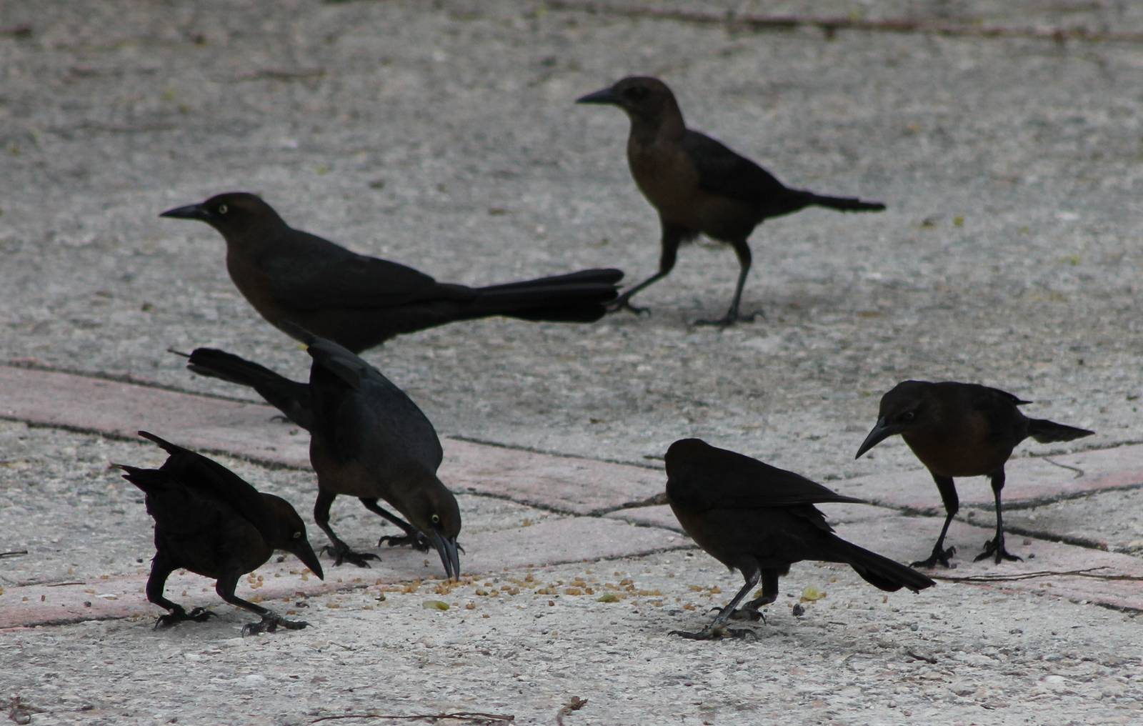 Grackles species