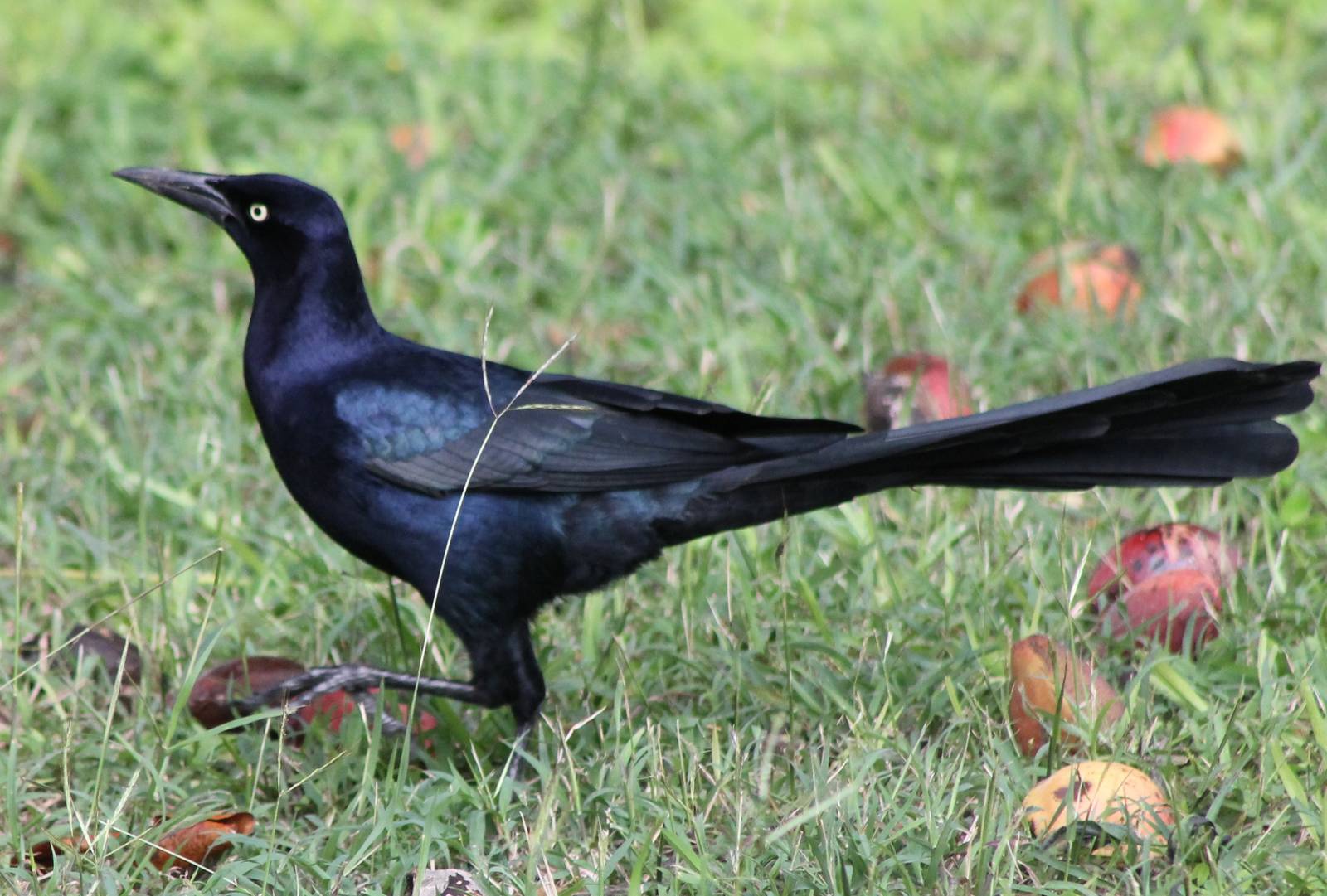 Grackles species