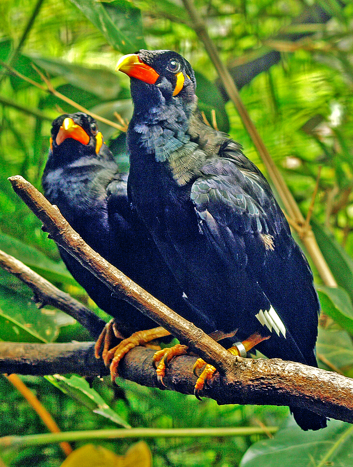 Gracula r. religiosa