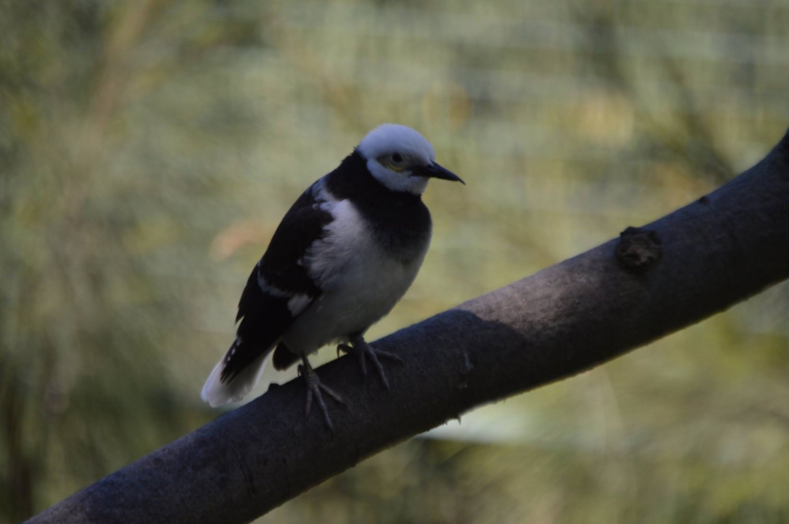 Gracupica nigricollis