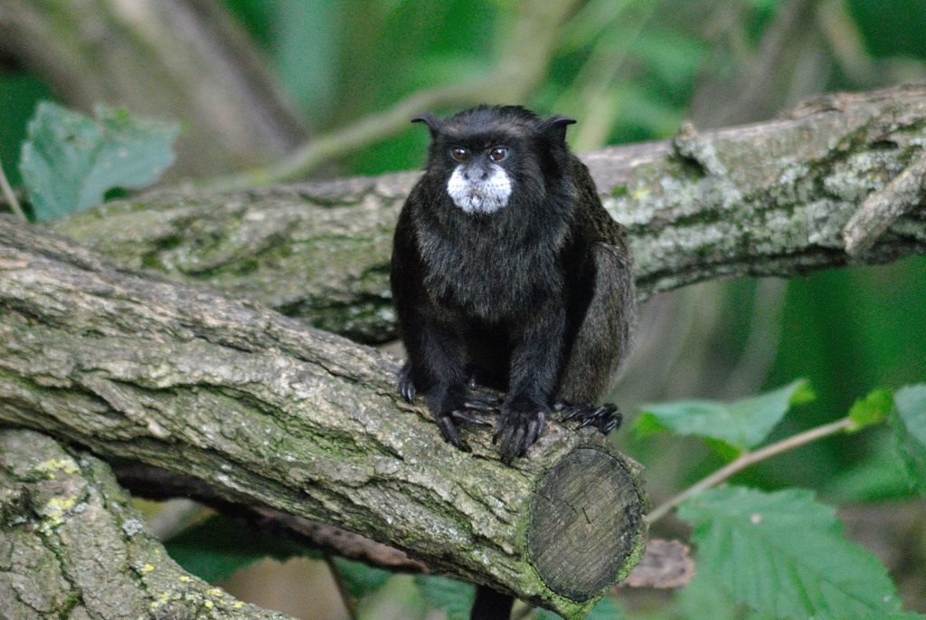 Graell´s black-mantle tamarin