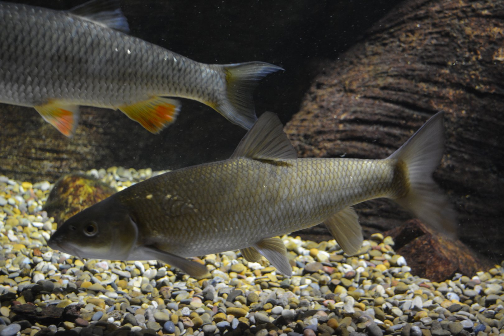 Graells barbs Luciobarbus graellsi