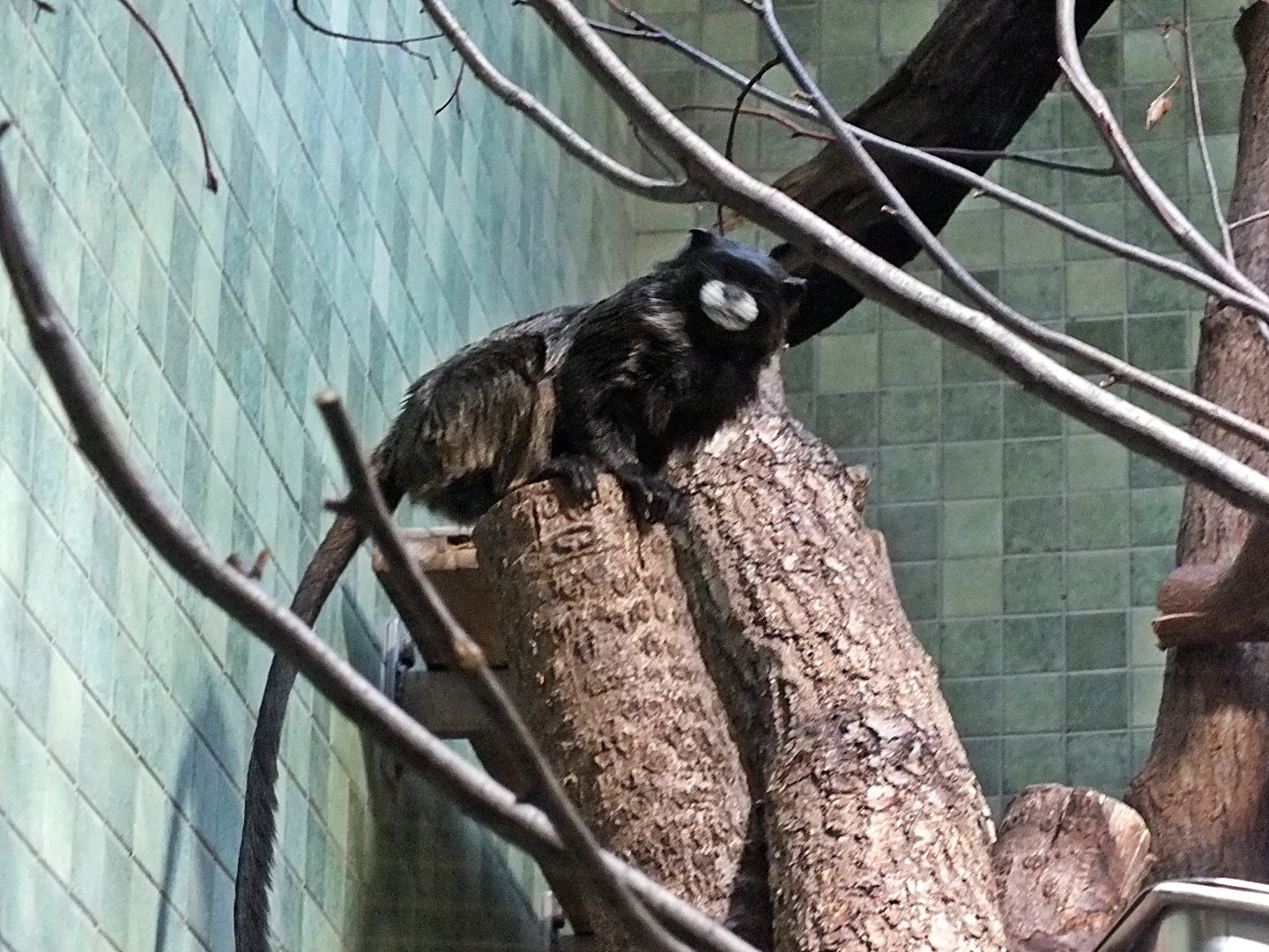 Graell's black-mantled tamarin