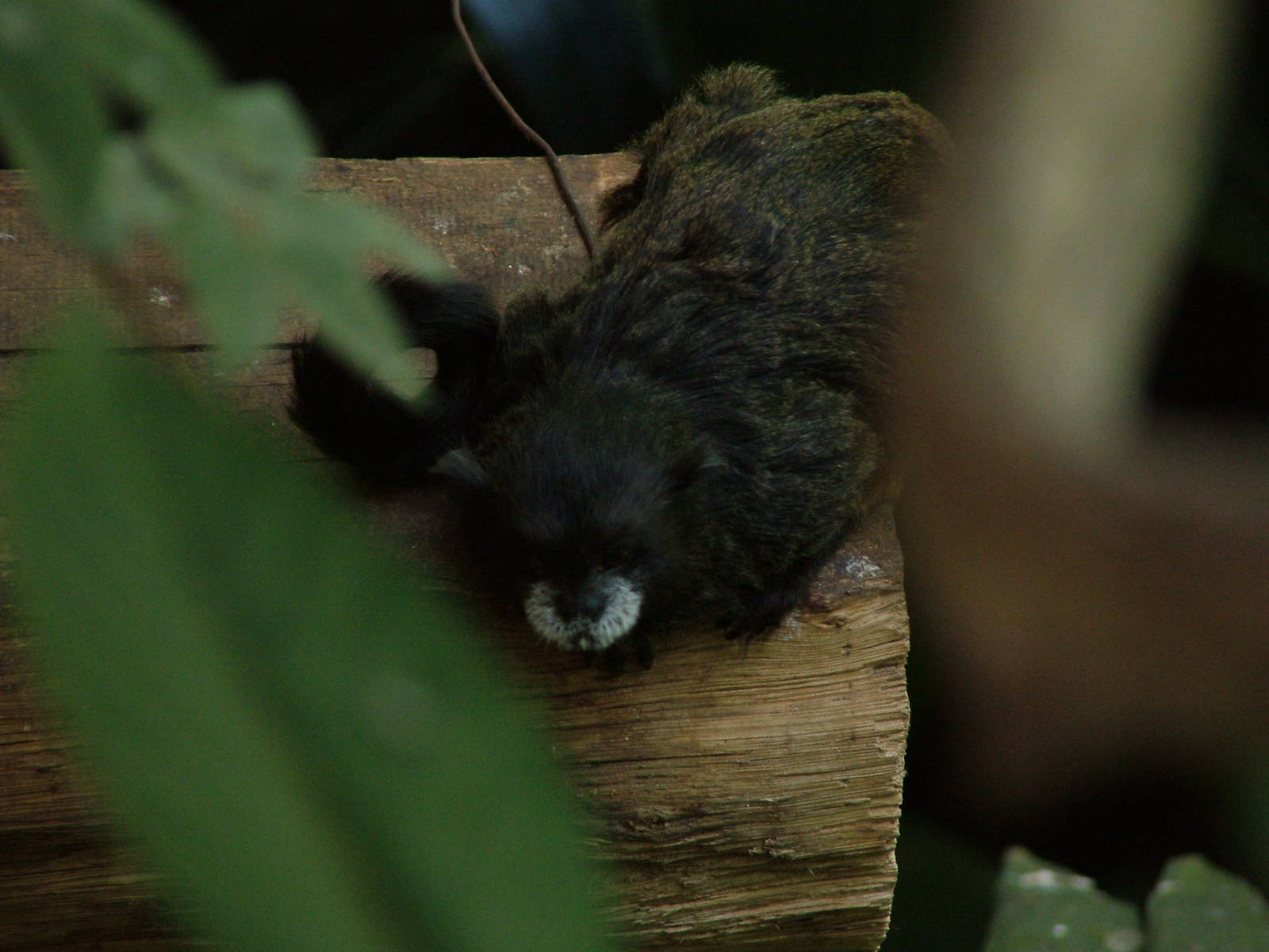 Graells' Tamarin at Zlin, 28/05/10