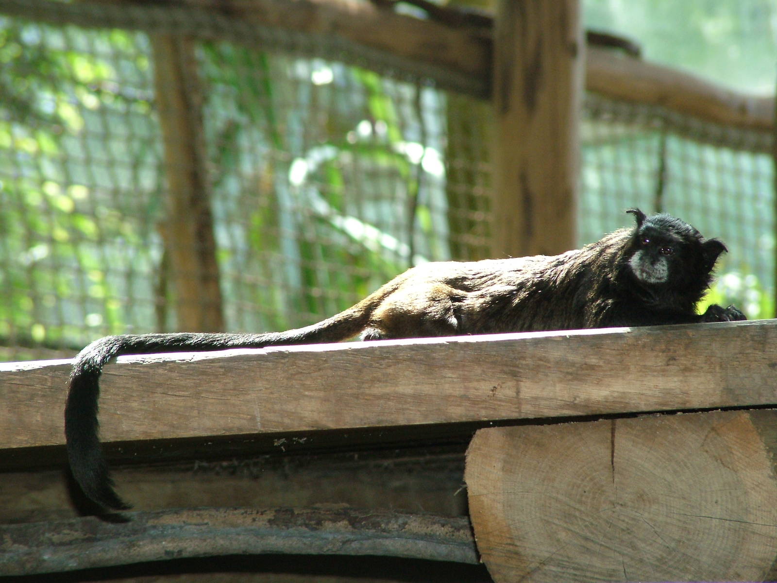 Graells' Tamarin at Zlin, 28/05/10