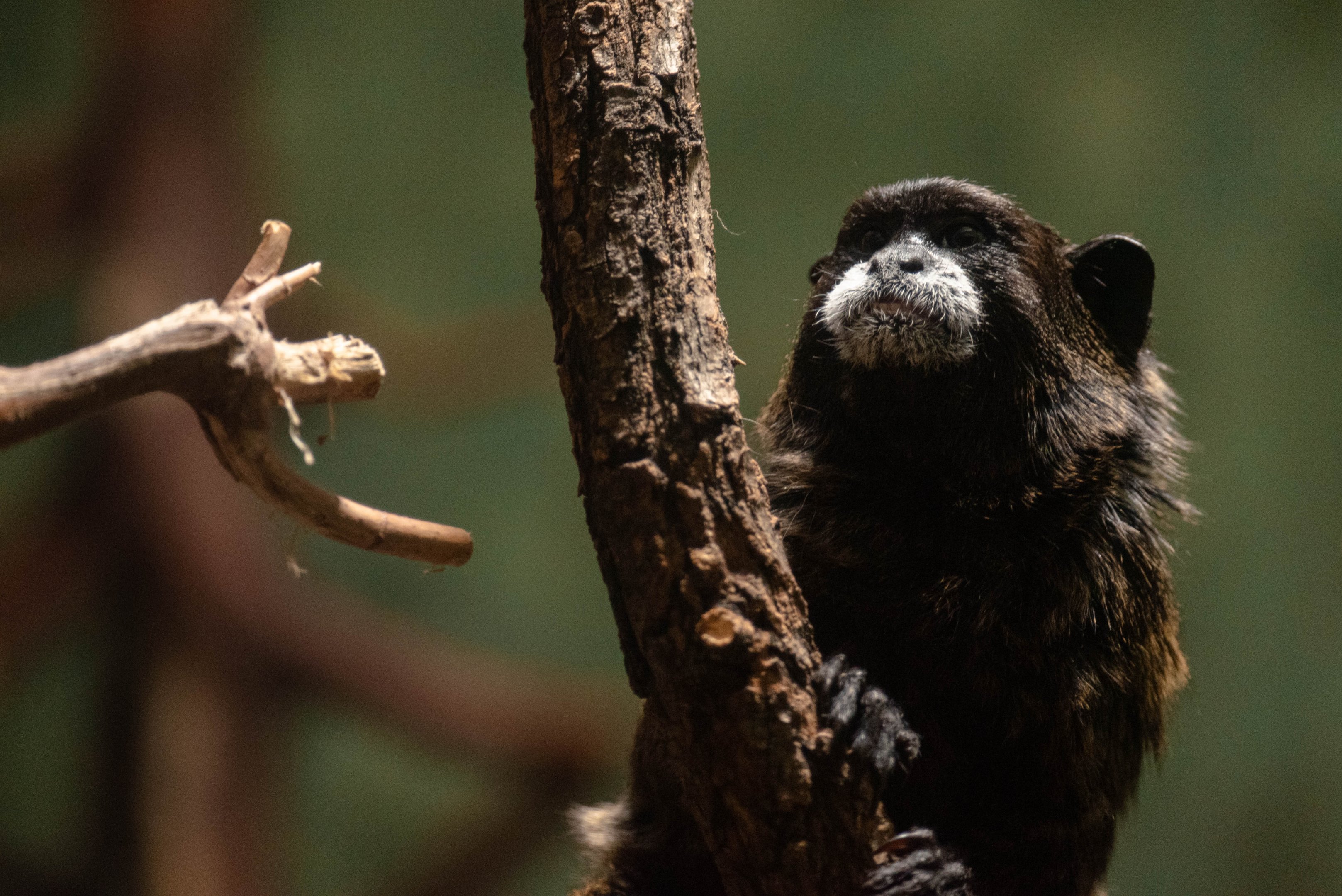 Graell's tamarin - Leontocebus nigricollis graellsi