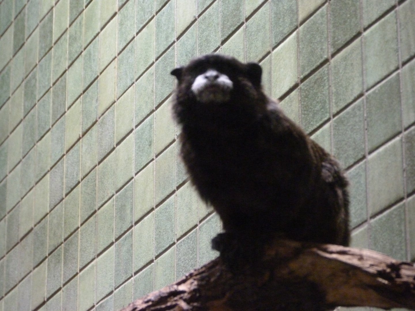 Graells' tamarin -Zoologischer Garten Berlin (2024)
