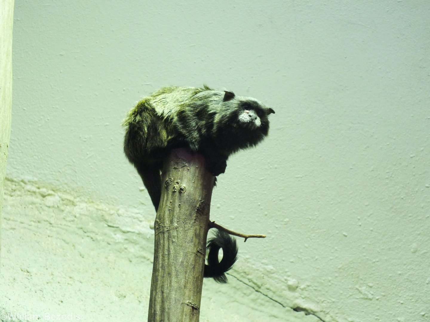 Graell's Tamarin
