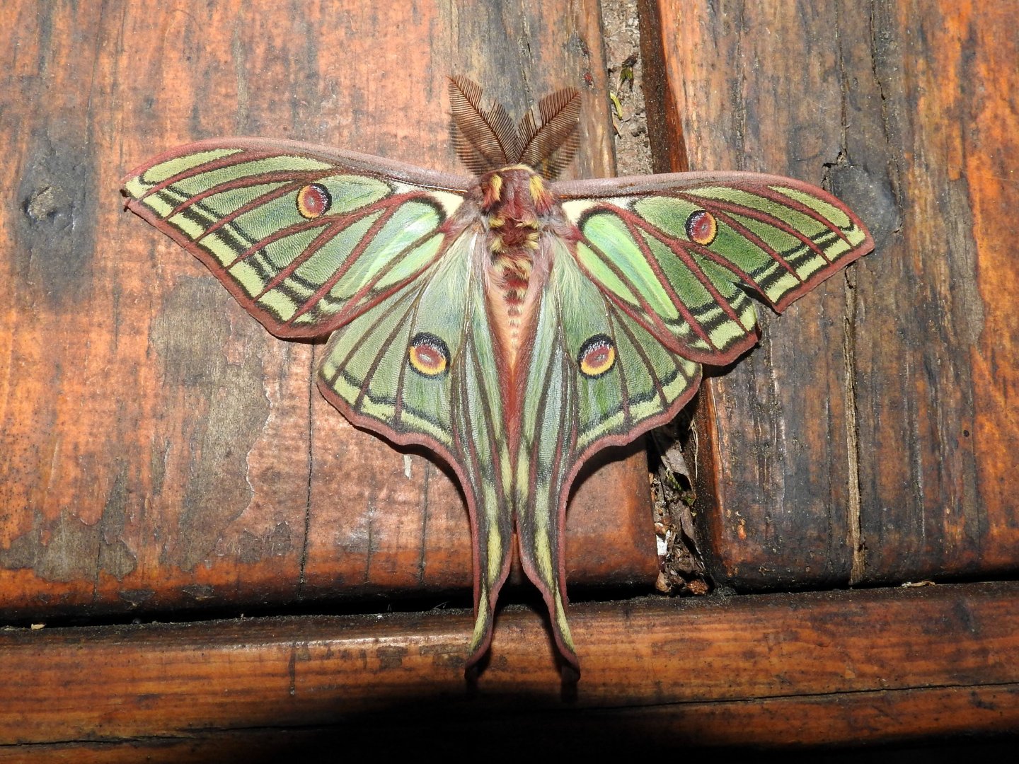 Graellsia/Actias isabellae