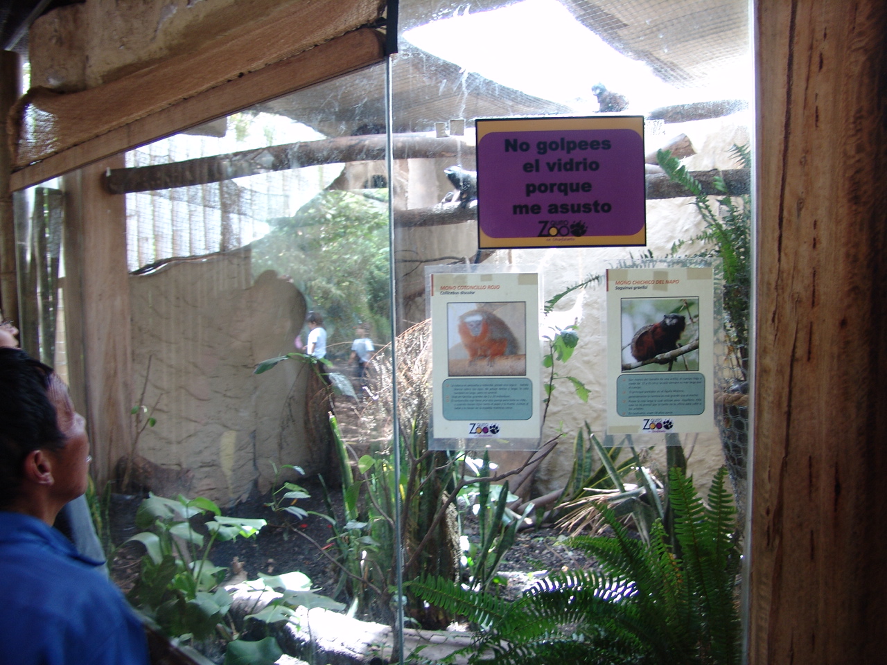 Graells's Tamarin (Saguinus graellsi) and White-tailed Titi's (Callicebus d