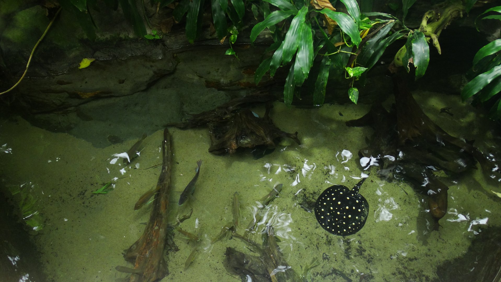 Graham amazon gallery