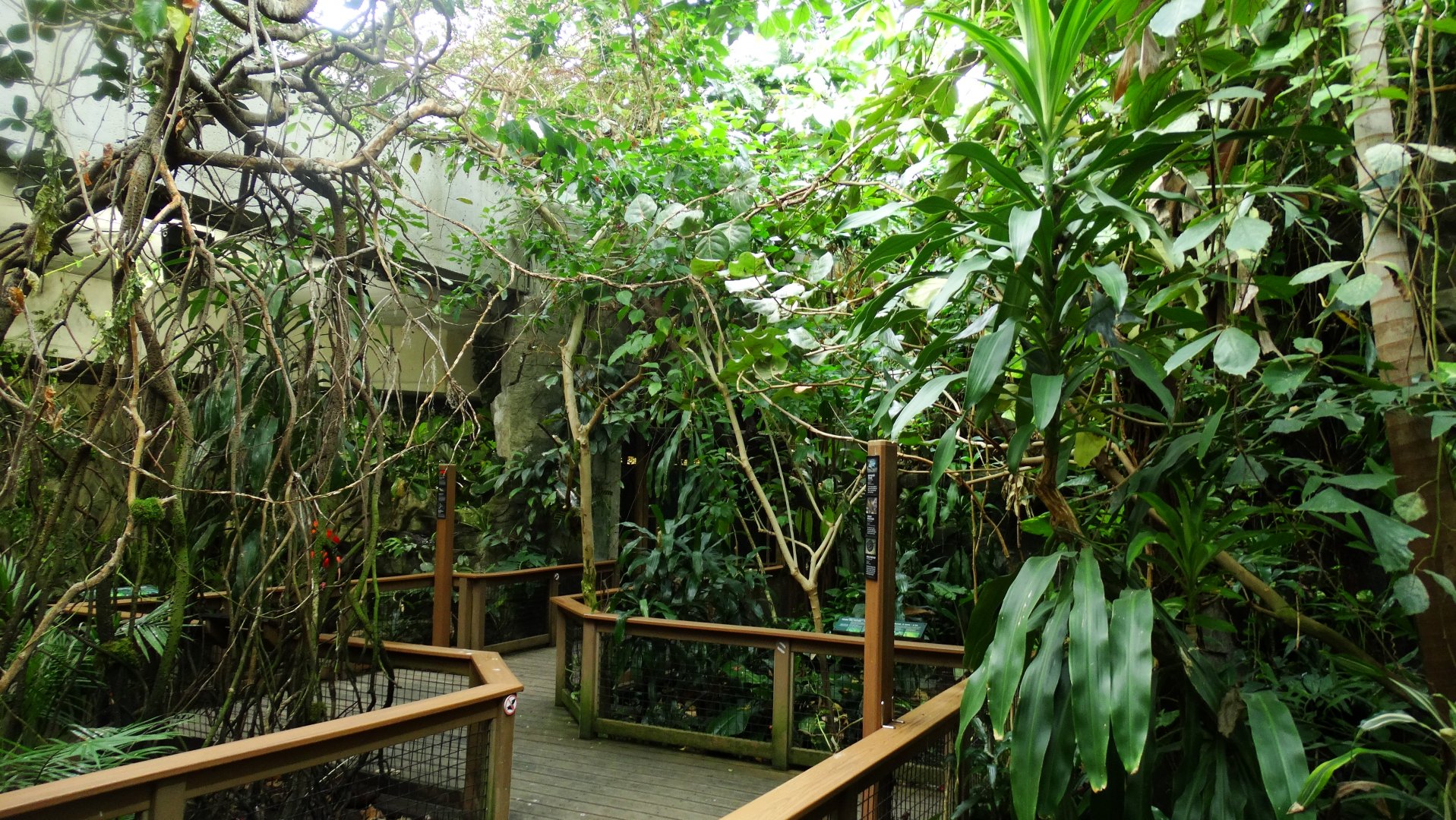 Graham amazon gallery