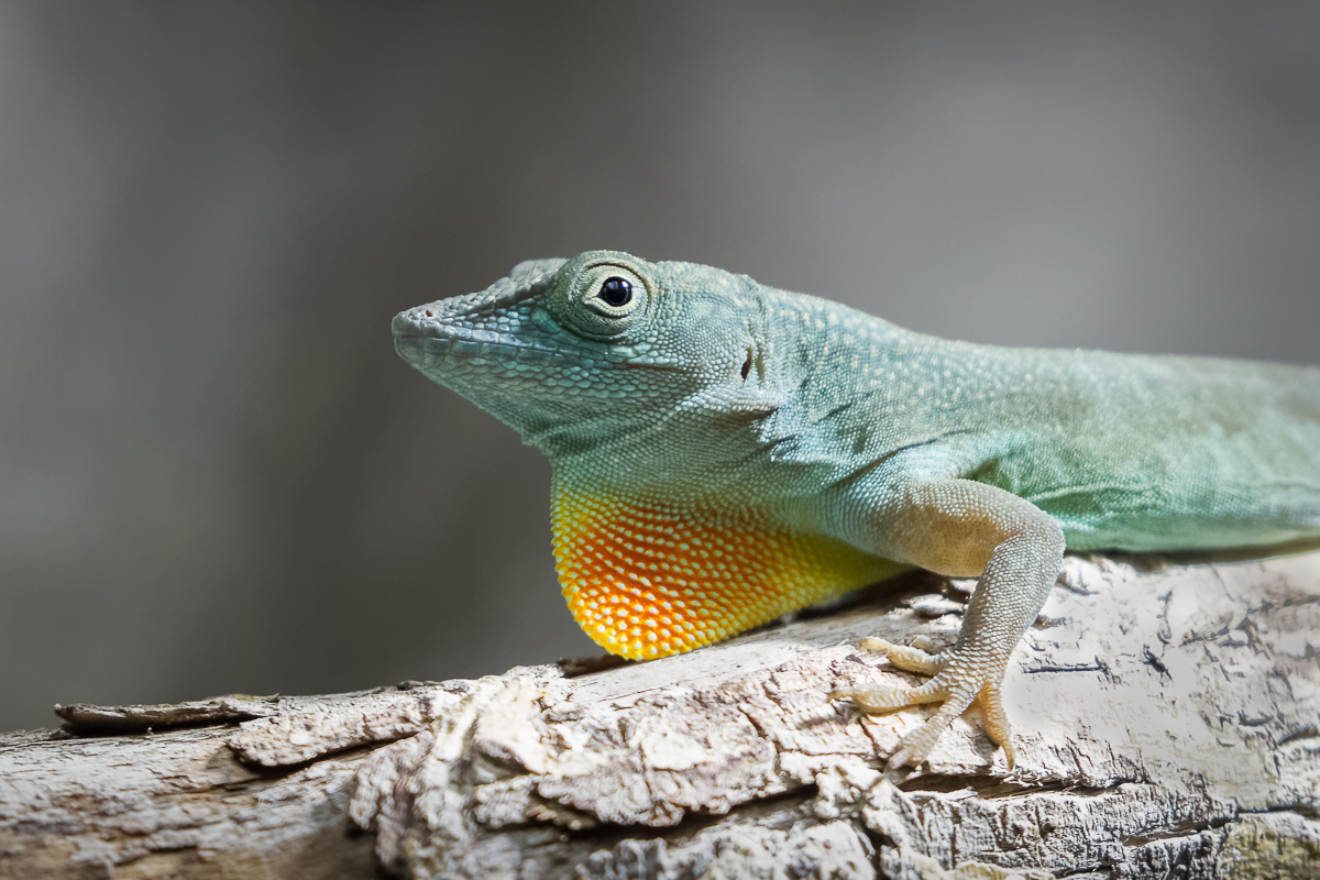 Graham's Anole - 14/06/2017