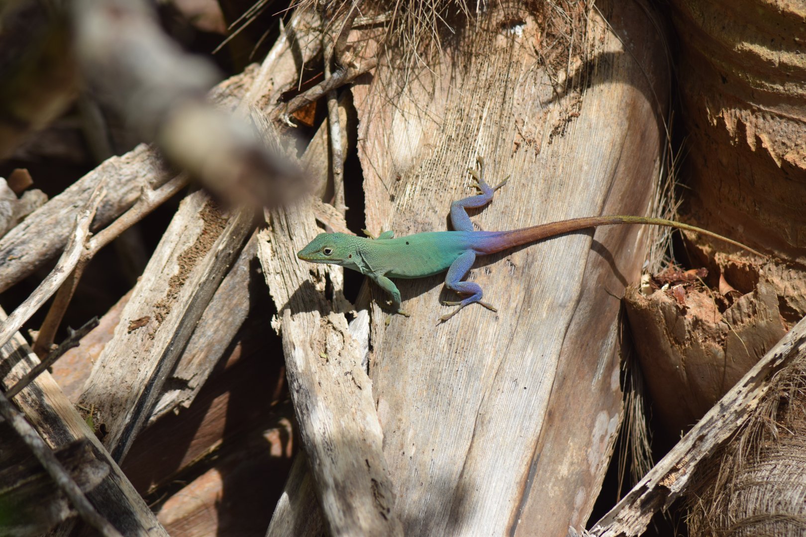 Graham's Anole (Anolis grahami)