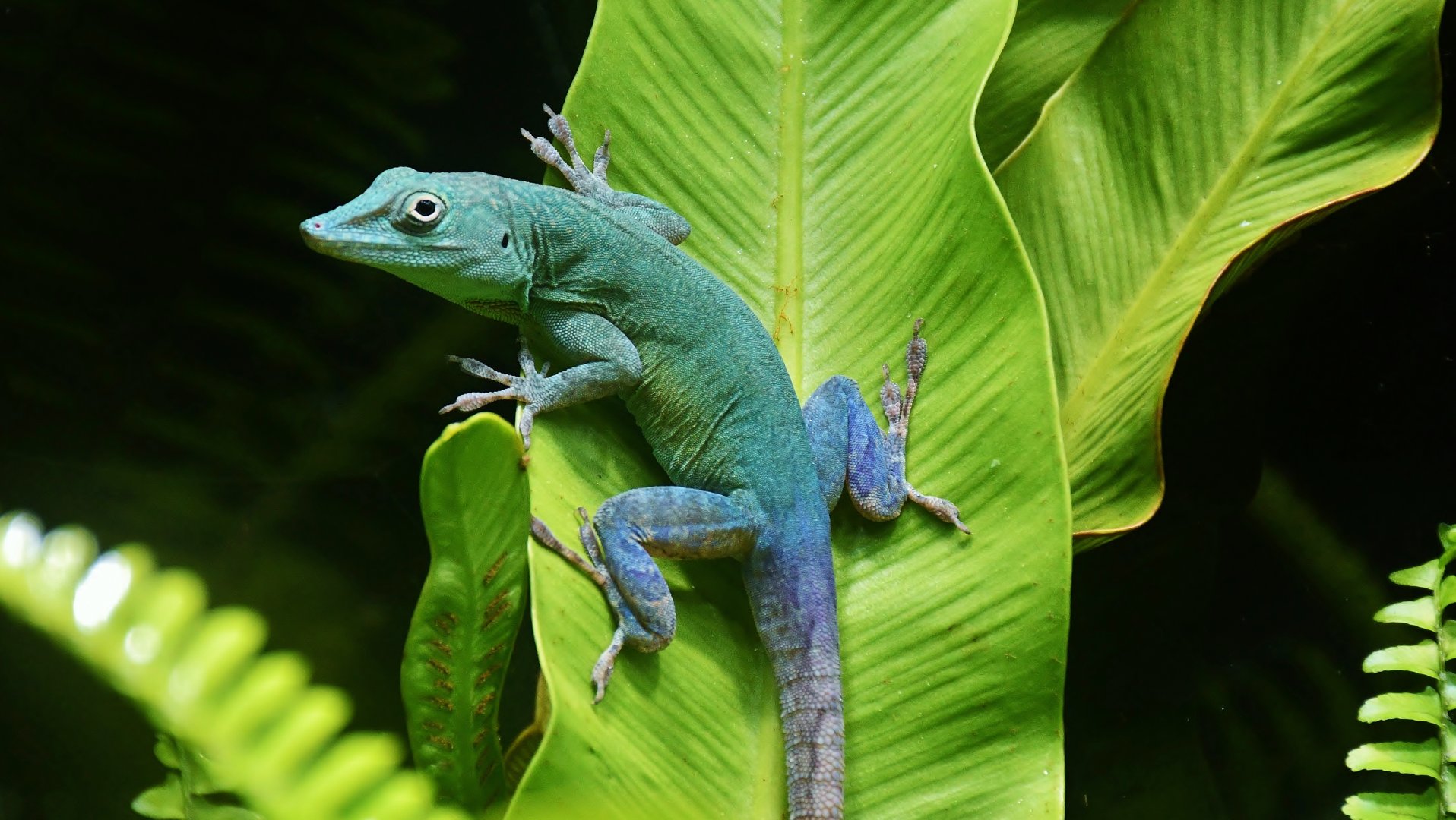Graham's Anole (Anolis grahami)