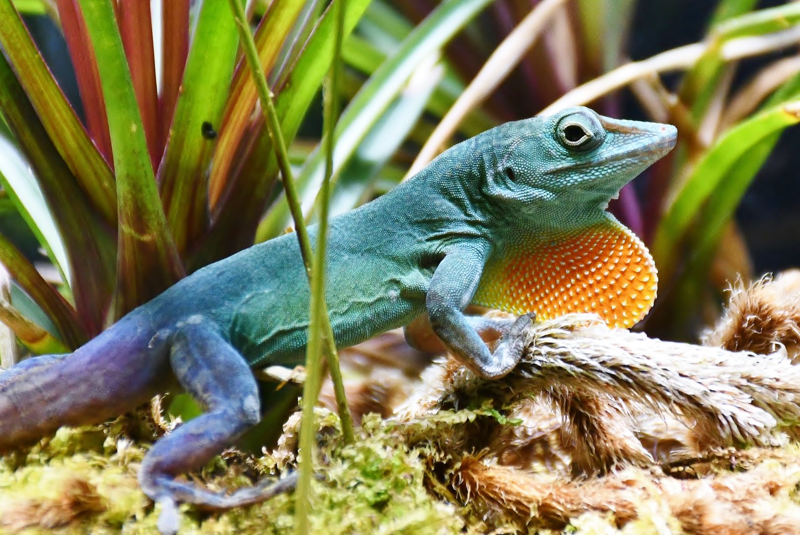 Graham's Anole (Anolis grahami)